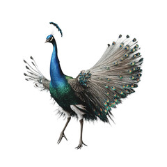 Fototapeta premium Peacock in full splendor: Witness the regal allure of a majestic peacock, its vibrant plumage unfurled in a display of unparalleled beauty and elegance. a symbol of grace and nature's artwork.
