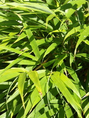 Zbliżenie na młode listki bambusa © Kumulugma