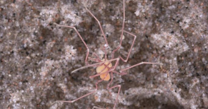 Sea spider Nymphon sp. close up, order Pantopoda. With eggs. White sea