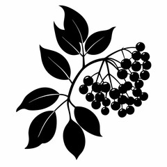 Elegant Elderberry Silhouette Vector Art