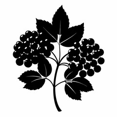 Elegant Elderberry Silhouette Vector Art