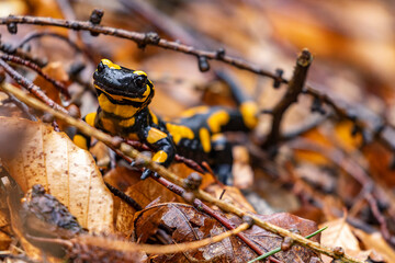 Monitoring des Feuersalamanders 