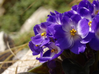 Zbliżenie na fioletowy kwiat rośliny z gatunku Saintpaulia © Kumulugma
