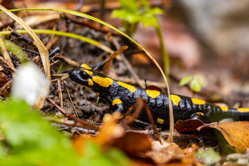 Monitoring des Feuersalamanders 