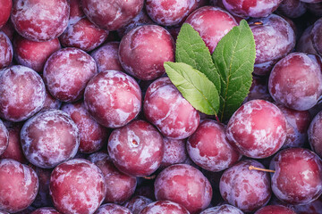 Fresh and Juicy Plums Surrounded by Green Leaves Beautifully Arranged on a Market Display