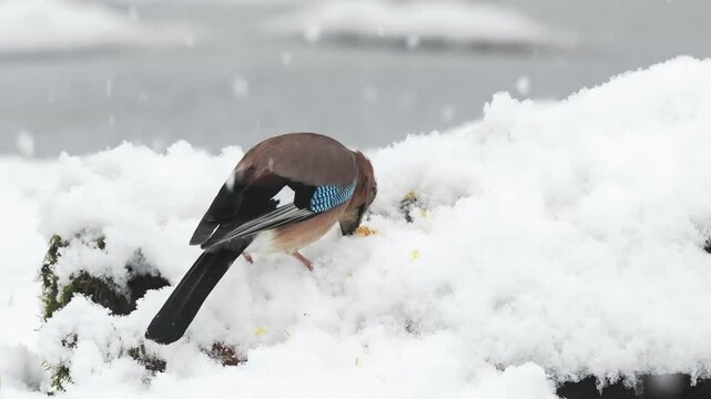 Eichelh&auml;her (Garrulus glandarius)    