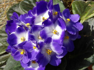 Zbliżenie na fioletowy kwiat rośliny z gatunku Saintpaulia © Kumulugma