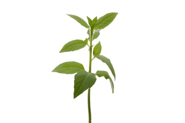 Young Plant Grows Strong & Green Leaves