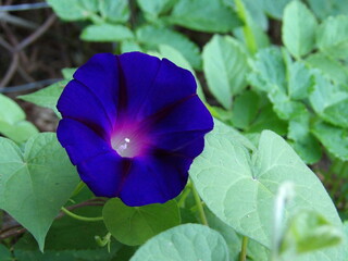 Zbliżenie na kwiat rośliny z gatunku wilec © Kumulugma