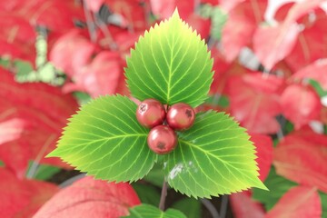 Three glossy red berries nestled on vibrant green leaves against a backdrop of blurred red foliage.