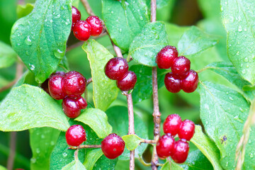 Rote Heckenkirsche oder Gewöhnliche Heckenkirsche (Lonicera xylosteum) 
