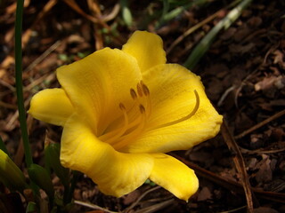 Zbliżenie na kwiat liliowca © Kumulugma