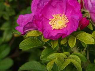 Zbliżenie na kwiaty róży © Kumulugma