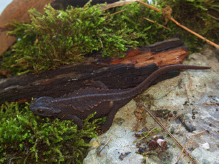 Closeup on the critically endangered Anderson's crocodile newt or Ryukyu spiny newt, Echinotriton andersoni