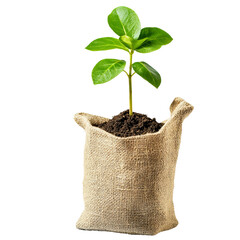 New Growth in Burlap: A close-up view of a small, vibrant green sapling sprouting in a rough burlap sack, symbolizes new beginnings and resilience in the face of hardship.