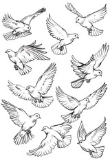 Obraz premium doves soaring with open wings