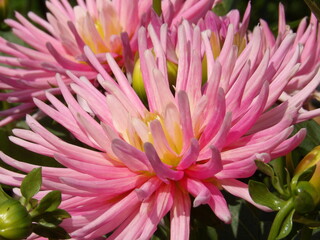 Zbliżenie na kwiat rośliny z gatunku dalia © Kumulugma