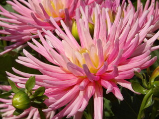 Zbliżenie na kwiat rośliny z gatunku dalia © Kumulugma