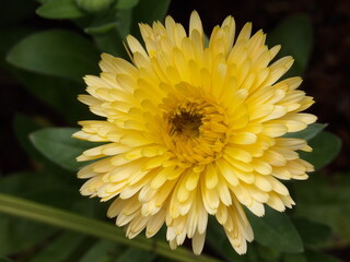 Zbliżenie na kwiat rośliny z gatunku nagietek © Kumulugma