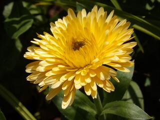 Zbliżenie na kwiat rośliny z gatunku nagietek © Kumulugma