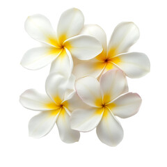 Naklejka premium white plumeria flowers tropical plant beautiful bloom isolated on a white background