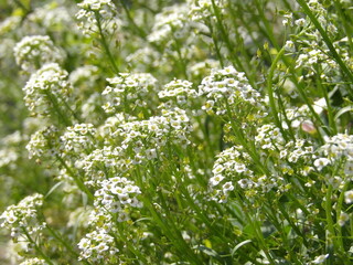 Zbliżenie na kwiat rośliny z gatunku Alyssum © Kumulugma