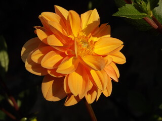 Zbliżenie na kwiat rośliny z gatunku dalia © Kumulugma