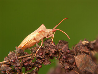 Closeup of a pale colored Brown dock bug, Coreus marginatus, thatfreshly changed it's skin