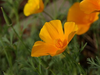 Zbliżenie na kwiat rośliny z gatunku Eschscholzia californica © Kumulugma