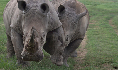 Obraz premium southern white rhino uses its horn to gain the upper hand during against its opponent during sparring round in the wild plains of solio game reserve, kenya
