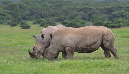 Fototapeta premium two male southern white rhinos test their strength and dominance in a sparring round in the wild plains of solio game reserve, kenya