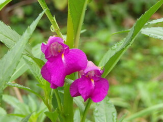 Zbliżenie na kwiat rośliny z gatunku Impatiens balsamina © Kumulugma