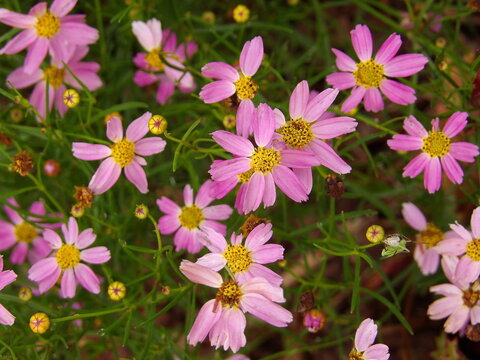 Zbliżenie na r&oacute;żowy kwiat rośliny z gatunku Coreopsis
