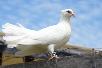 Obraz premium The White Dove typically refers to various species of doves and pigeons, particularly those in the genus Columba, which are known for their striking white plumage.