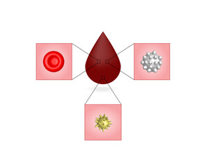 Blood Composition. Platelets, red blood (erythrocytes) and white blood cells (leukocytes). Vector educational illustration.	
