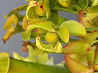 Zbliżenie na zielone strączki nasienne rośliny z gatunki sarracenia © Kumulugma