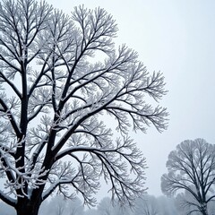 Fototapeta premium Frosted tree limbs stretched towards grey sky, nature, winter