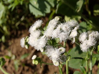 Zbliżenie na biały kwiat rośliny z gatunku Ageratum © Kumulugma