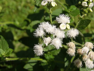 Zbliżenie na biały kwiat rośliny z gatunku Ageratum © Kumulugma