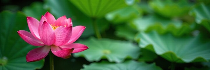 Fototapeta premium Lotus flower aquatic plant with green water lily leaves, garden, lilies