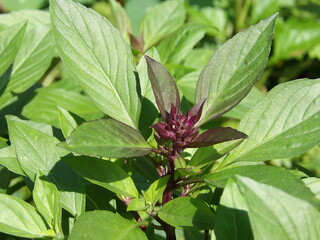 Zbliżenie na młody pęd bazylii