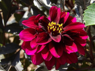 Zbliżenie na kwiat rośliny z gatunku dalia © Kumulugma