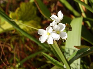 Zbliżenie na kwiaty rośliny z gatunku drosera binata © Kumulugma