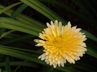 Zbliżenie na kwiat rośliny z gatunku nagietek © Kumulugma