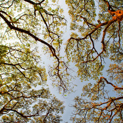  Background of branches of a large tree. Travel and Tourism Laos. Asia