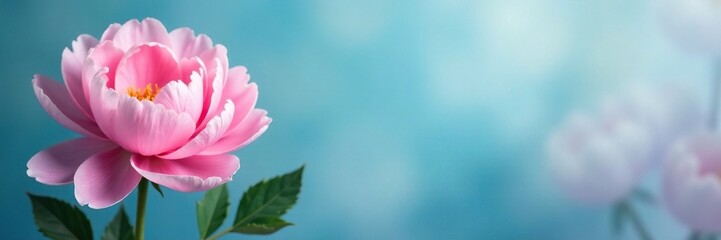 Obraz premium Soft pink peonies bloom against a gradient blue background, soft colors, floral, abstract background