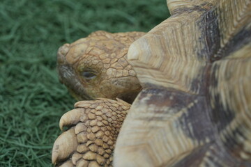 The African Spurred Tortoise (Centrochelys sulcata), also known as the Sulcata Tortoise, is one of...