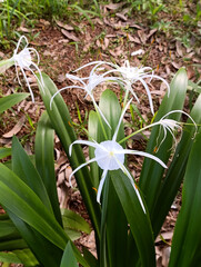 Obraz premium Carolina Spiderlily or Hymenocalis Caroliniana is native plants from North America