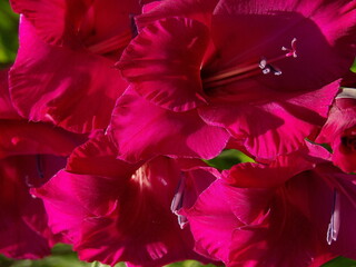 Zbliżenie na kwiat rośliny z gatunku Gladiolus © Kumulugma