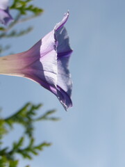 Zbliżenie na kwiat rośliny z gatunku wilec © Kumulugma